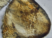 microscoopfoto zandkorrel met aangehecht ijzer - Hoogersmilde (Drenthe)